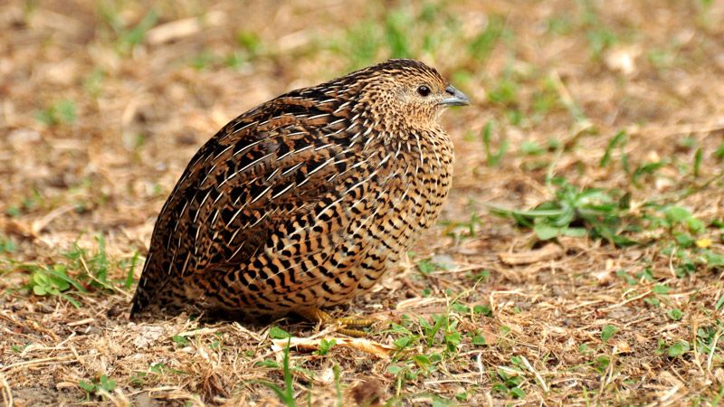 گوشت بلدرچین