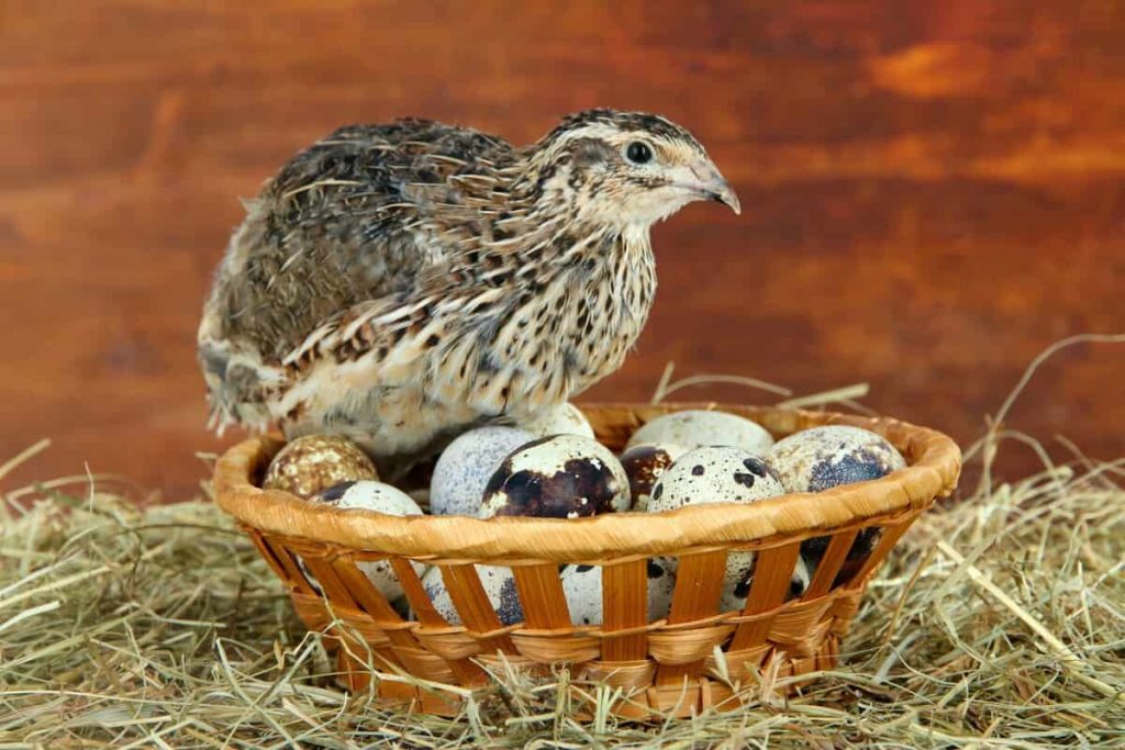 گوشت بلدرچین