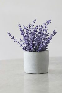 گیاه اسطوخودوس